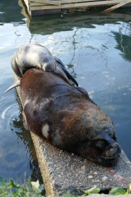 p10505588638663250327492441